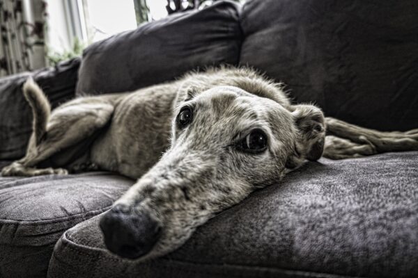 cute dog lays on a couch with its head down looking sad