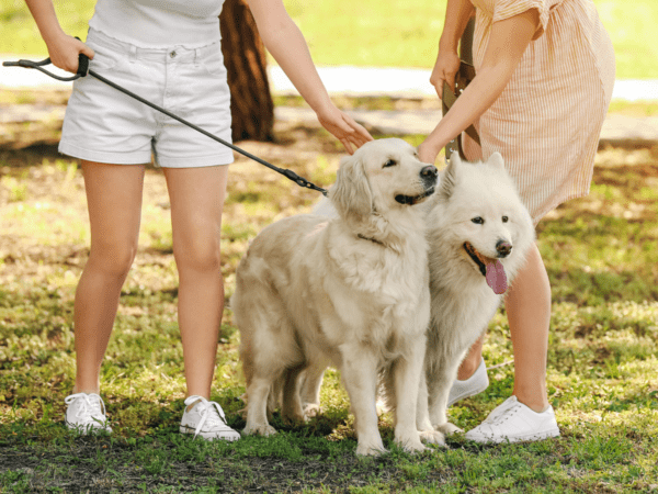 Two dogs on leases in a park side by side with their owners.